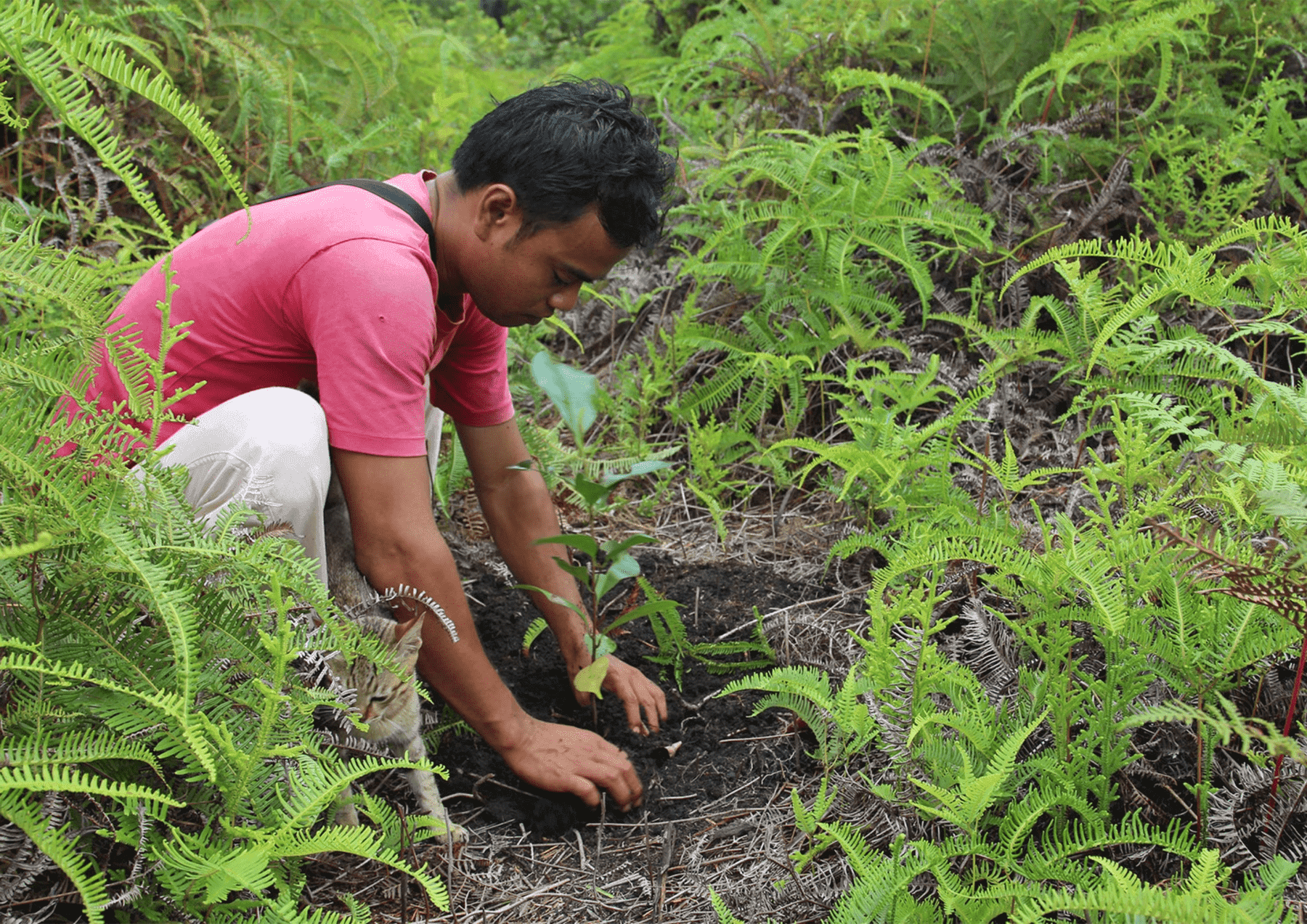 Reforestation Efforts